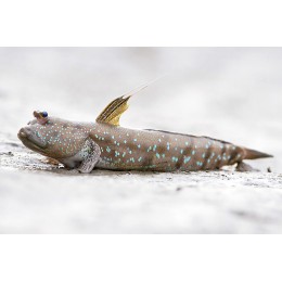 Илистый Прыгун (Periophthalmus barbarus)