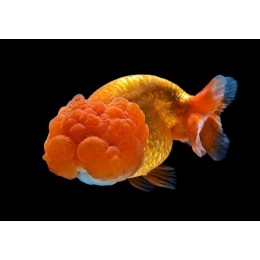 Львиноголовка (Lionhead Goldfish)