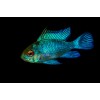 Апистограмма рамирези электрик блю (Microgeophagus ramirezi Electric Blue)