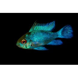 Апистограмма рамирези электрик блю (Microgeophagus ramirezi Electric Blue)