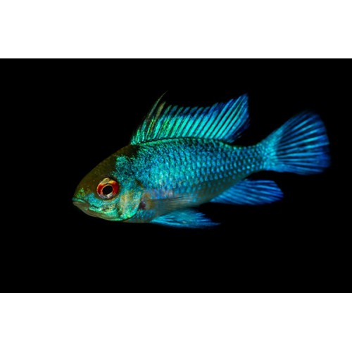 Апистограмма рамирези электрик блю (Microgeophagus ramirezi Electric Blue)