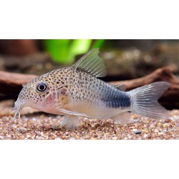 Коридорас Симилис (Corydoras similis)