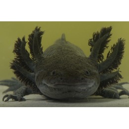 Аксолотль