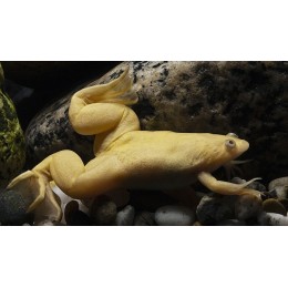 Шпорцевая лягушка (Xenopus laevis)