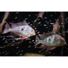 Геофагус Вайнмиллера (Geophagus winemilleri)