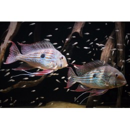 Геофагус Вайнмиллера (Geophagus winemilleri)