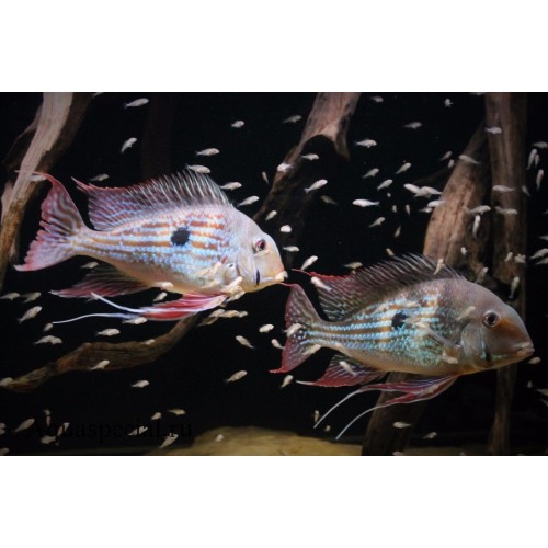 Геофагус Вайнмиллера (Geophagus winemilleri)