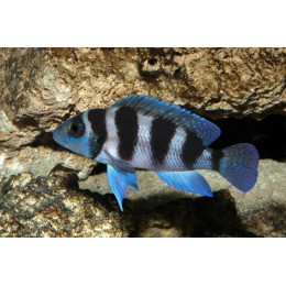 Неолампрологус Третоцефалус (Neolamprologus Tretocephalus)