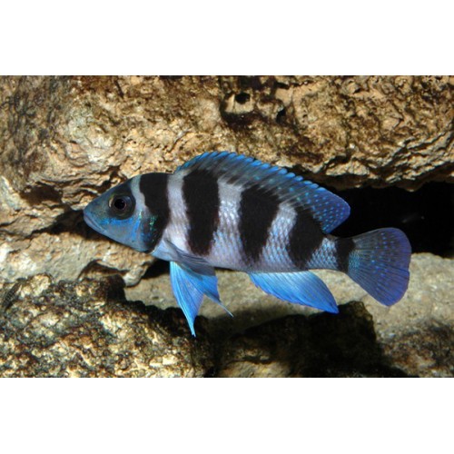 Неолампрологус Третоцефалус (Neolamprologus Tretocephalus)