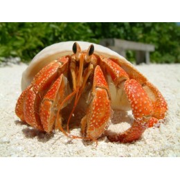 Рак отшельник (Coenobita clypeatus)