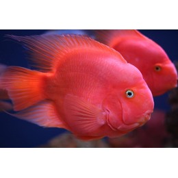 Попугай красный (Сichlid parrot red)