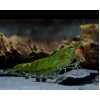 Креветка жаде зелёная (Neocaridina heteropoda Green)