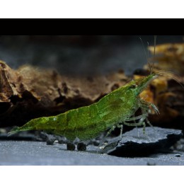 Креветка жаде зелёная (Neocaridina heteropoda Green)