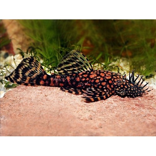 Анциструс Рио Укаяли (Ancistrus sp. rio ucayali)
