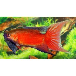 Макропод красный (Macropodus opercularis super red)