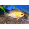 Апистограмма Рамирези Голд (Microgeophagus ramirezi Gold)