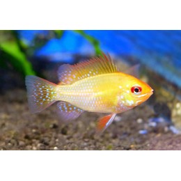Апистограмма Рамирези Голд (Microgeophagus ramirezi Gold)