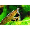Креветка банановый фильтратор (Caridina cf. cantonensis "Banana")