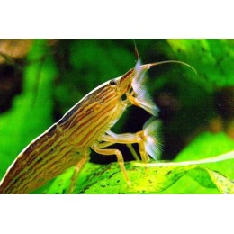 Креветка банановый фильтратор (Caridina cf. cantonensis "Banana")