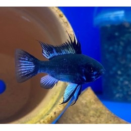 Апистограмма Рамирези тёмный Сапфир (Sapphire Apistogramma ramirezi)