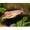 Коридорас Рабаути (Corydoras rabauti)