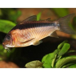 Коридорас Рабаути (Corydoras rabauti)