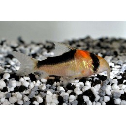 Коридорас Дупликареус (Corydoras duplicareus)