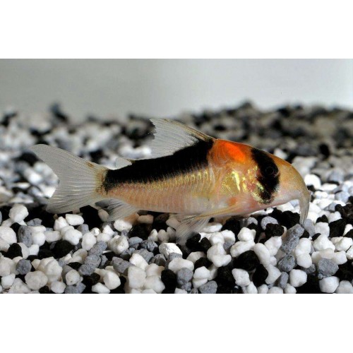 Коридорас Дупликареус (Corydoras duplicareus)