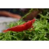 Креветка Красный Огонь (Neocaridina davidi "Red Fire")
