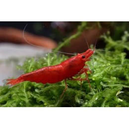 Креветка Красный Огонь (Neocaridina davidi "Red Fire")