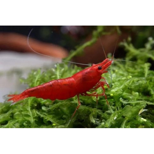 Креветка Красный Огонь (Neocaridina davidi "Red Fire")