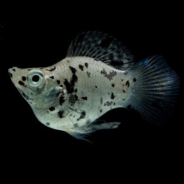 Моллинезия Баллон Далматинец (Poecilia latipinna sp. ballon)