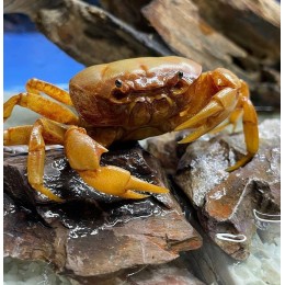 Краб банановый (Terrathelphusa Banana-Crab)
