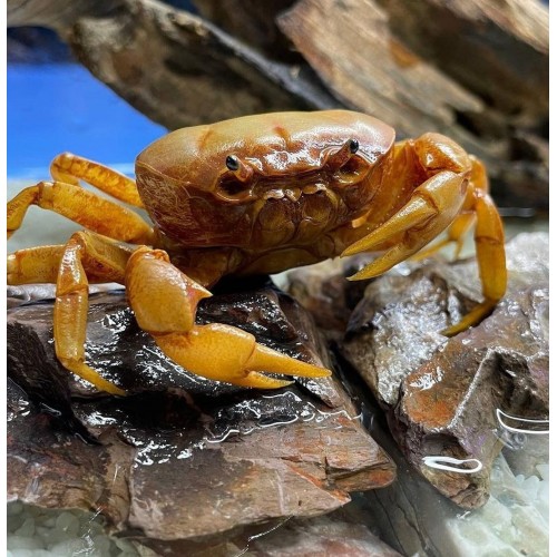 Краб банановый (Terrathelphusa Banana-Crab)