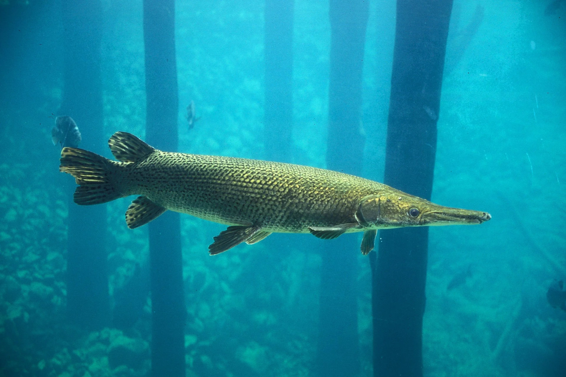 Щука миссисипский панцирник(Atractosteus spatula)