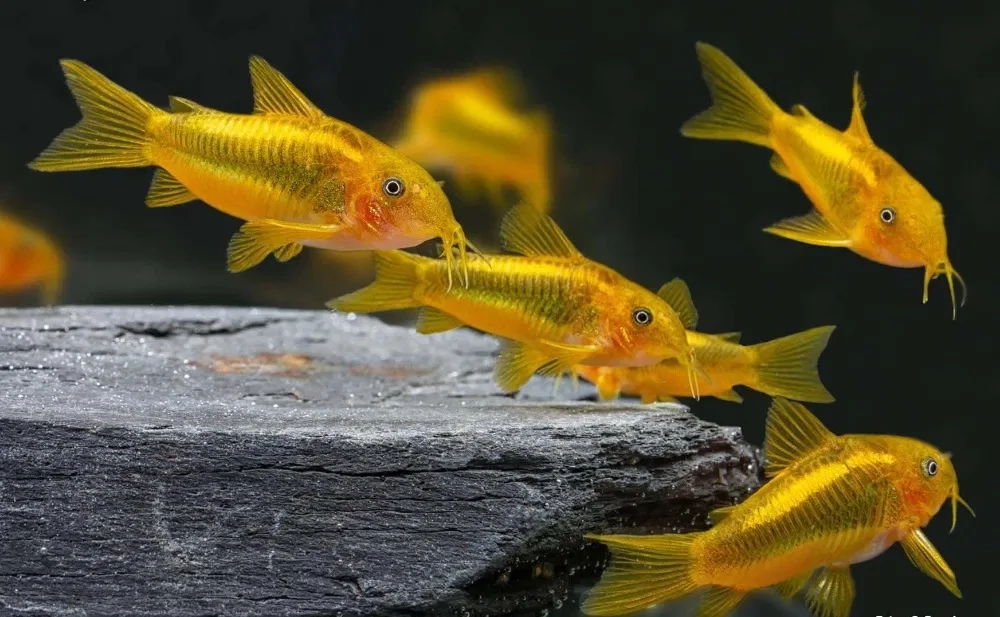 Коридорас Голд Страйп (Corydoras aeneus var. Gold Stripe)